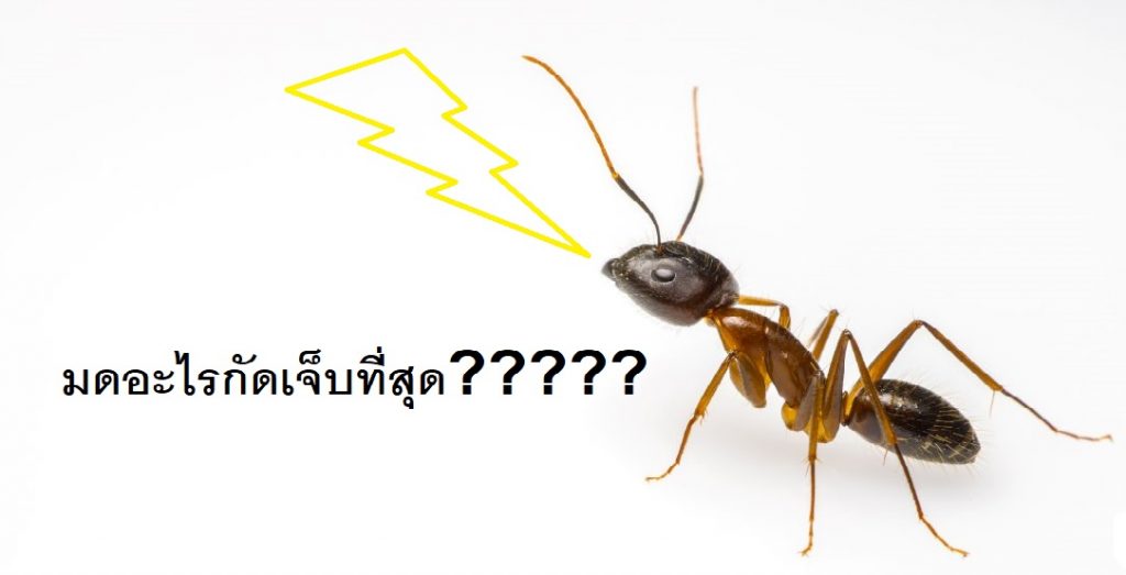 สปันไมโครไพล์ มดกัด คำถามกวนๆ 