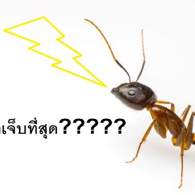 สปันไมโครไพล์ มดกัด คำถามกวนๆ