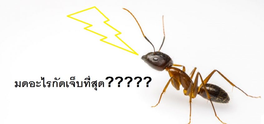 สปันไมโครไพล์ มดกัด คำถามกวนๆ